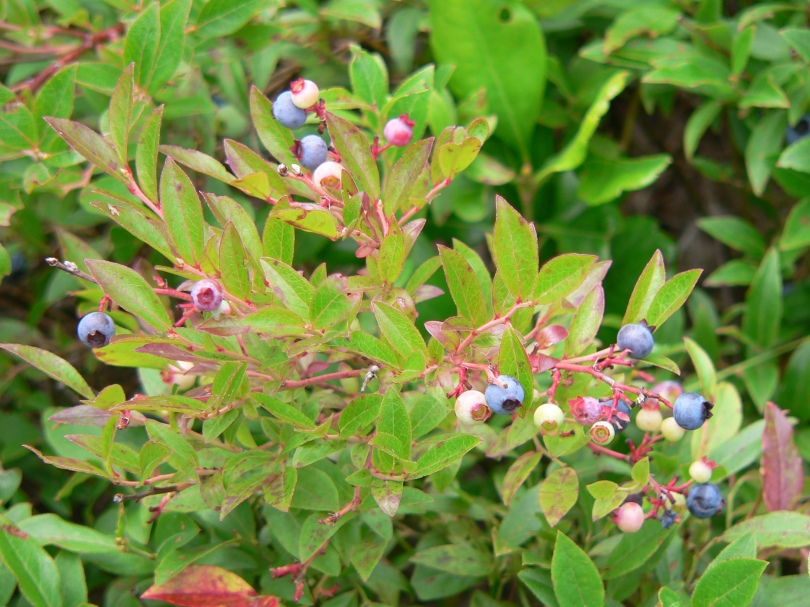 Wild blueberries on a bush.