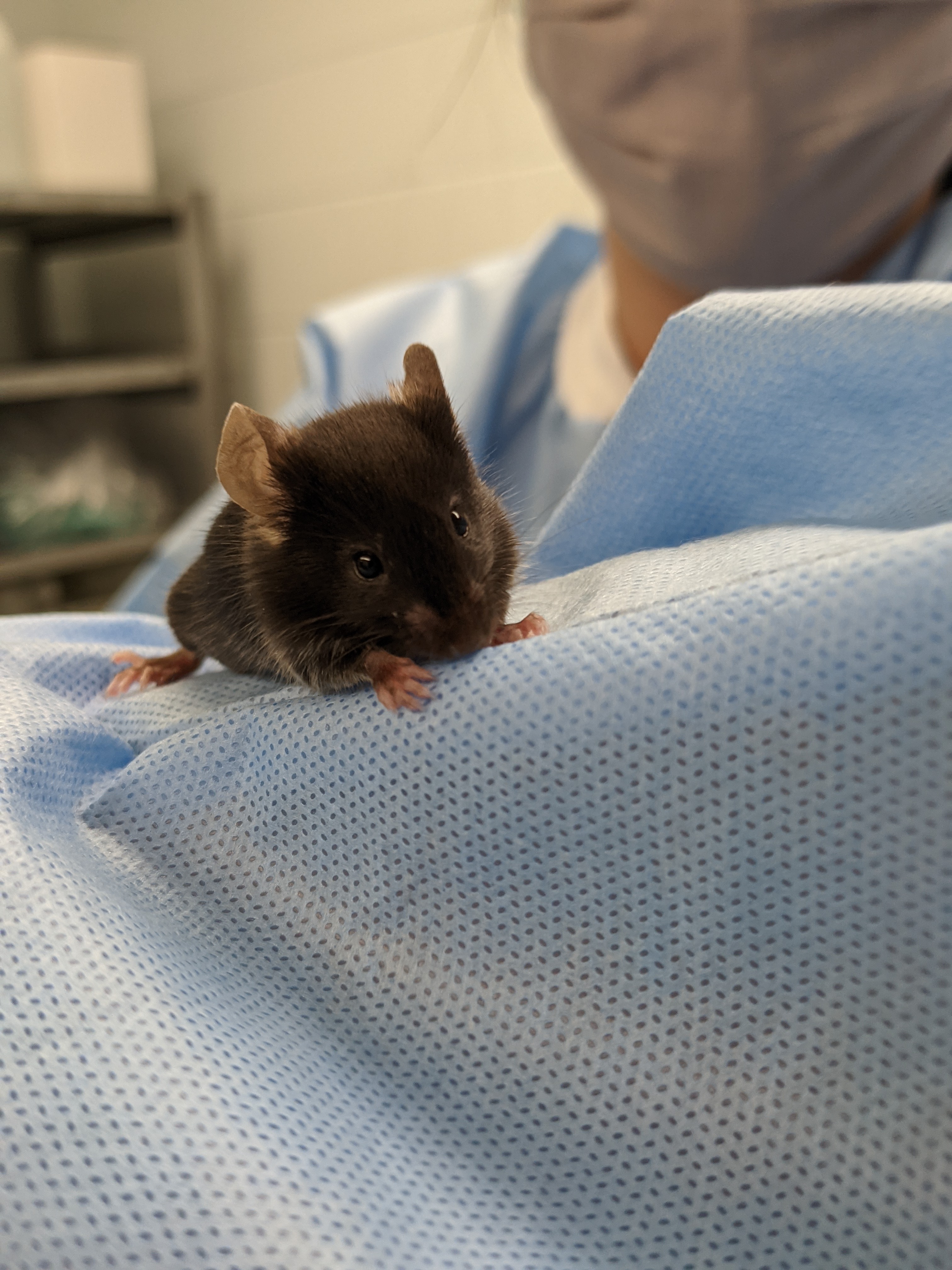Close-up image of a small, dark brown mouse perched on the arm of a graduate researcher. The person is wearing a face mask and surgical gown.