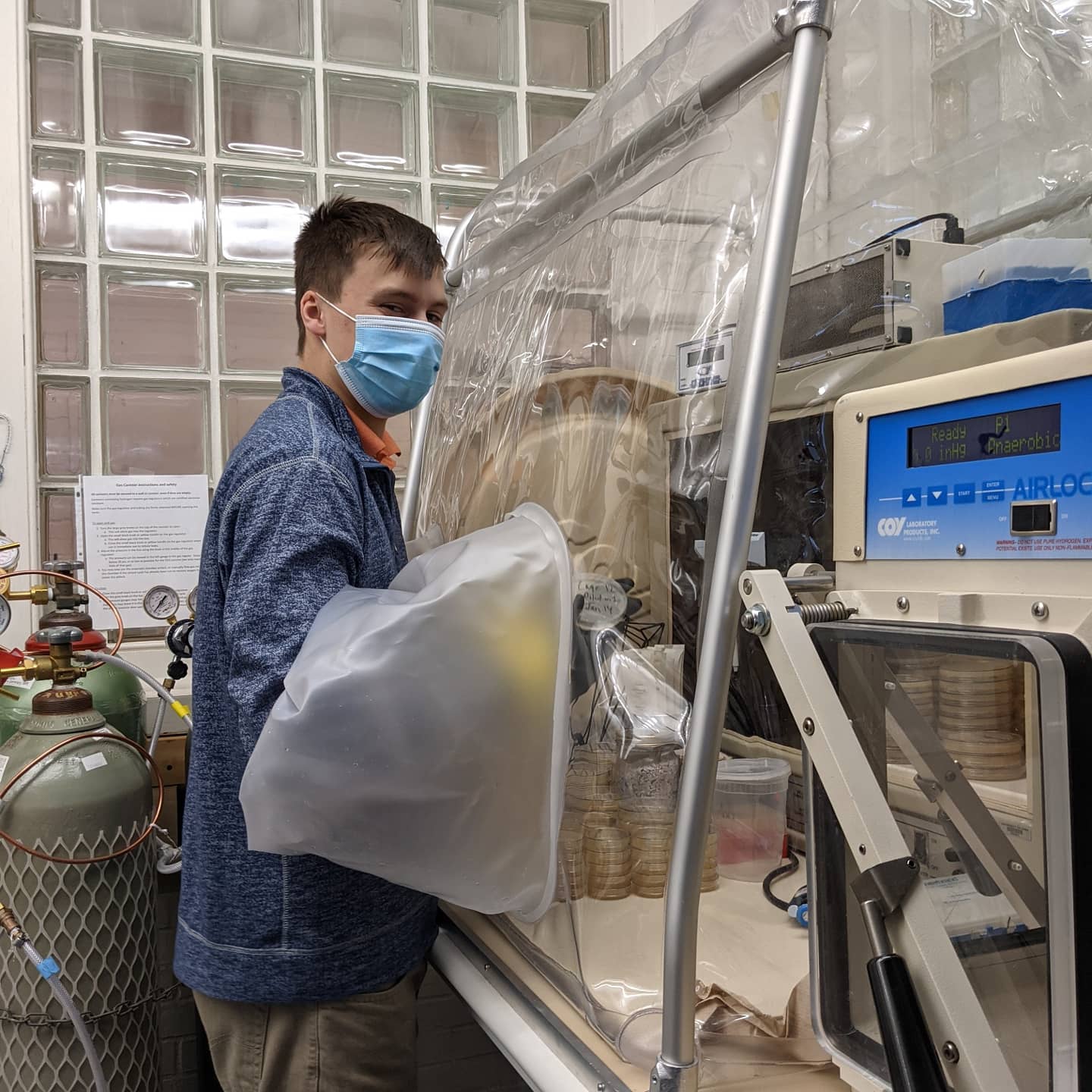 Joe Balkan, performing culturing of bacteria at the anaerobic chamber. Joe is wearing a face mask, and is holding up a culture plate. There are stacks of petri dishes inside the chamber.