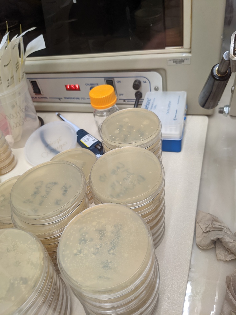 Stacks of petri dishes filled with culture media, some of which have bacterial colonies growing on them.