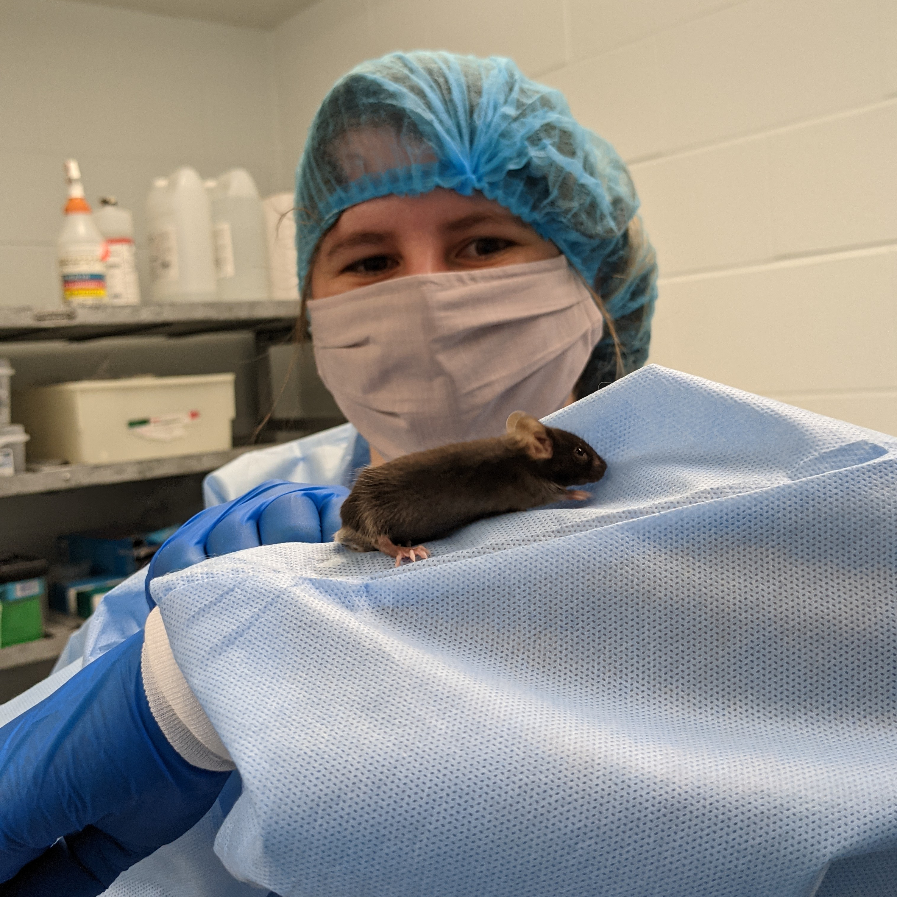 Person in a research facility holding up their arm with a mouse on it. Person is wearing a hairnet, nitrile gloves, surgical mask, and a surgical gown. They are holding their left arm up to the camera to show off a mouse with dark brown fur sitting on their arm. In the background is a metal shelf with containers of research materials.