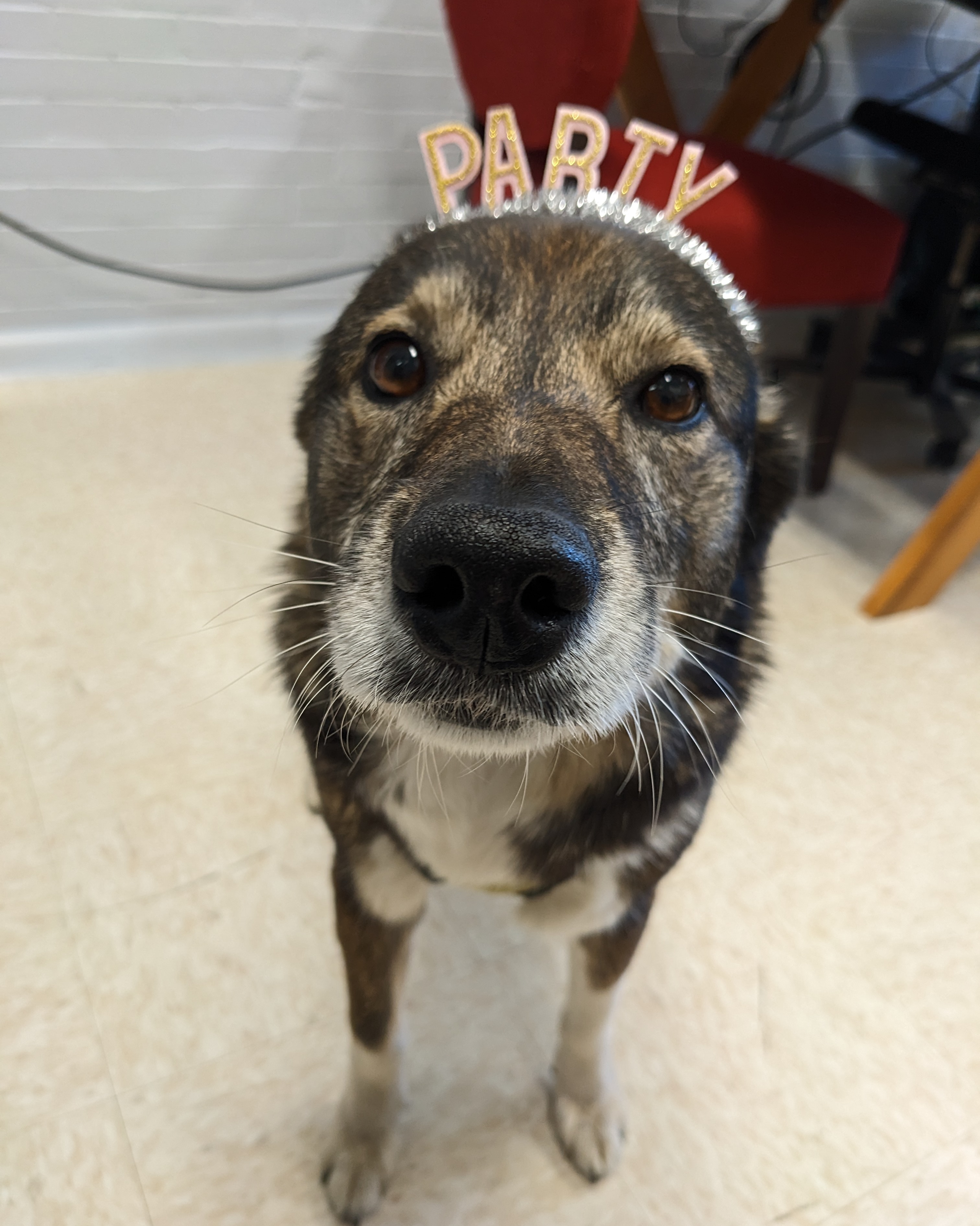A dog wearing a headband that reads "Party"