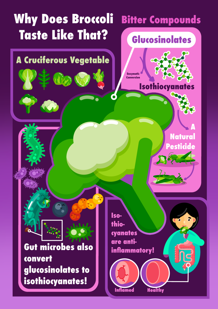 An infographic. Bitter compounds in cruciferous vegetables, such as in broccoli, are there to deter insects from eating the plants. Compounds like glucosinolates can be transformed into isothiocyantes, which are natural pesticides against insects. But, gut microbes can use glucosinolates to make isothiocyantes too, and these act as anti-inflammatories in humans.
