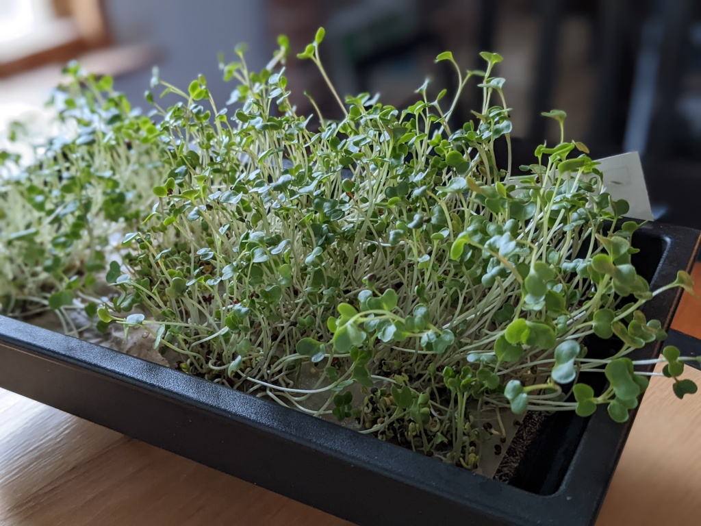 Broccoli sprouts in a tray