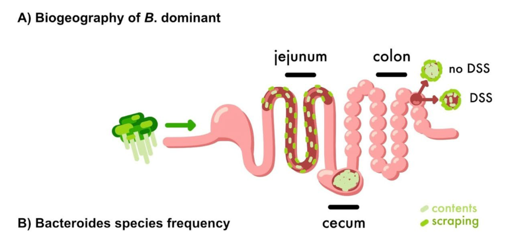 A cartoon of the intestines with bacteria of interest in the jejunum, ceculm and colon,