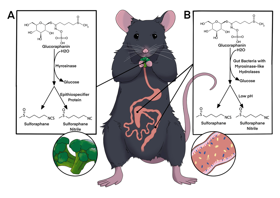 Diagram of the chemical conversion of glucoraphanin to sulforaphane. In panel A, the process is shown using the plant enzyme myrosinase, and in panel B, the process is shown using bacterial myrosinase-like enzymes. In the middle of the diagram, there is a cartoon mouse eating broccoli. Panel A points to the broccoli, where that action occurs, and panel B points to the gut, where microbial conversion occurs, 