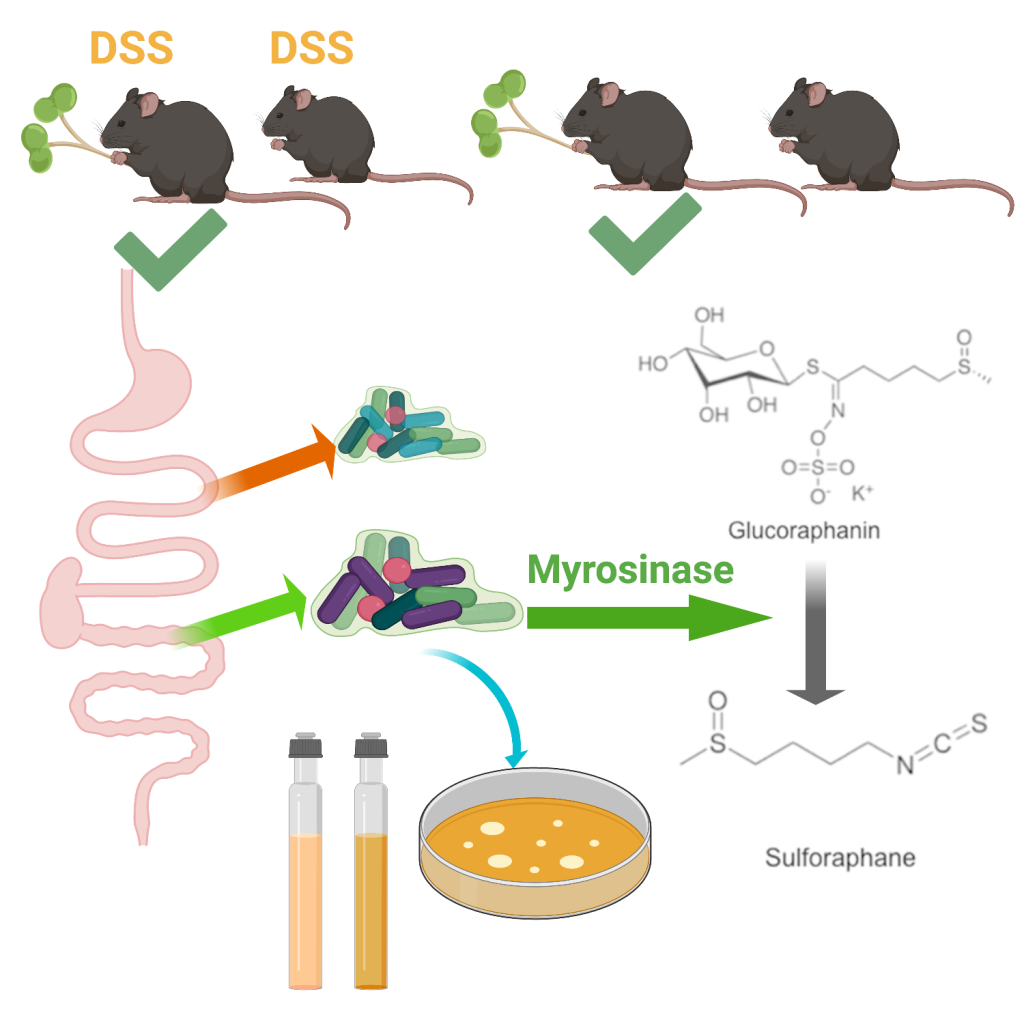 A cartoon schematic of the experimental design of the project. Four mice are at the top, two have "DSS" written above them, one of which is also holding a broccoli sprout. One of the mice without DSS written on it is holding a broccoli sprout. Below the mice is a cartoon of the digestive tract with arrows emanating from it to indicate samples of microbes will be taken from different locations. The microbe images have arrows pointing to culturing equipment, and also to a biochemical pathway showing the compound glucorphanin and the enzyme myrosinase.