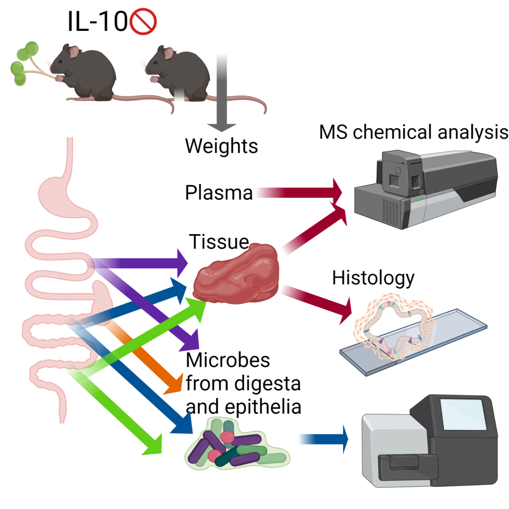 A cartoon schematic of the experimental design of the project. Two mice are at the top, with the label "IL-10" crossed out above them. One mouse is also holding a broccoli sprout.  Below the mice is a cartoon of the digestive tract with arrows emanating from it to indicate samples of microbes and tissue will be taken from different locations. The words weight and plasma indicate those will also be collected. The plasma and tissue samples will be used for mass-spectroscopy and histology, and the microbes will be used for DNA sequencing.